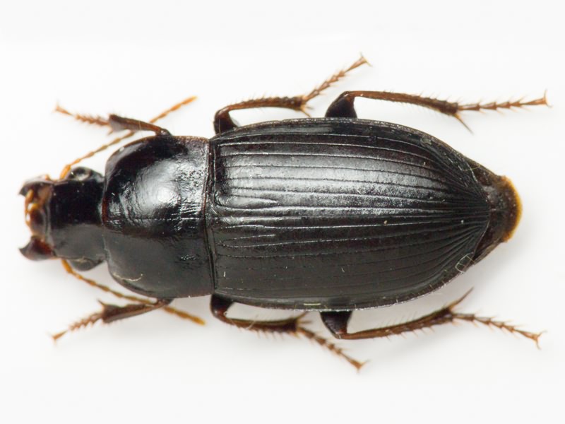 Carabidae Latreille, 1802